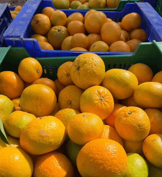 Mandarinas MANLI Elche